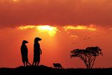 Meerkats at sunset Zwierzęta Plakat