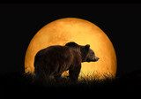 Bear on the background of red moon Zwierzęta Plakat