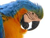 parrot bird animal  head Zwierzęta Plakat