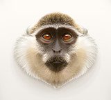 Monkey head, realistic vector illustration Zwierzęta Plakat