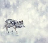 Wolf Zwierzęta Plakat