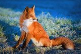 red fox Zwierzęta Plakat