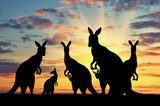 Silhouette family of kangaroos Zwierzęta Plakat