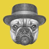 Portrait of French Bulldog with hat and glasses. Hand drawn illustration. Zwierzęta Plakat