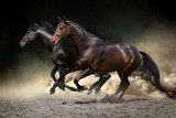 Horses gallop in desert Zwierzęta Plakat