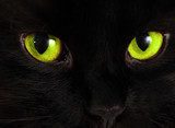 Black cat looks at you with bright green eyes Zwierzęta Plakat