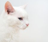 Portrait of white cat with different eyes Zwierzęta Plakat