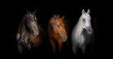 Black red and white horses portrait isolated on black background Zwierzęta Plakat