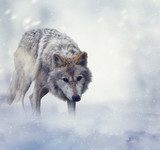 Wolf In Winter Time Zwierzęta Plakat