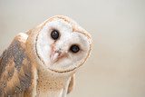 common barn owl ( Tyto albahead ) close up Zwierzęta Plakat