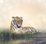 Male Tiger Resting Zwierzęta Plakat