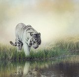 White Tiger Zwierzęta Plakat