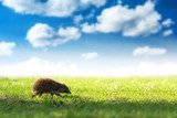 hedgehog Zwierzęta Plakat
