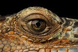 Closeup Eye of Green Iguana, Looks like a Dragon Isolated on Black Background Zwierzęta Plakat