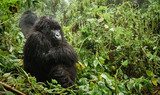 Female mountain gorilla thinking in the forest Zwierzęta Plakat