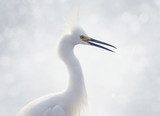 Snowy Egret Portrait Zwierzęta Plakat