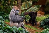 Gorillas Feeding in the Jungle Zwierzęta Plakat