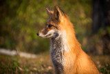  fox at sunset Zwierzęta Plakat