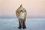 A Red Fox turns its head to the side as it stands on the beach in the soft dusk light with a pink sky background. Zwierzęta Plakat