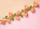 pink roses on colorful paper background Fototapety Pastele Fototapeta
