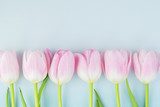 Gorgeous tulips for holidays. Fototapety Pastele Fototapeta