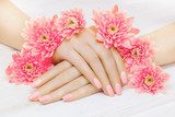 pink manicure with chrysanthemum flowers. spa Obrazy do Salonu Kosmetycznego Obraz