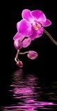 Pink orchid on black  Kwiaty Plakat