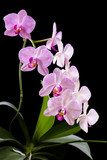 Orchid  Kwiaty Plakat