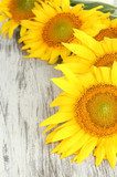 Słońce pod postacią kwiatów Kwiaty Plakat