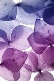 colorful flower petal closeup  Kwiaty Plakat
