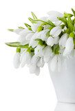 beautiful bouquet of snowdrops in vase isolated on white  Kwiaty Plakat