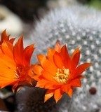 fleurs de cactus  Kwiaty Plakat