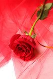 Beautiful rose on color fabric background  Kwiaty Plakat