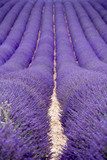 Lavender fields  near Valensole in Provence, France  Kwiaty Plakat