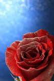 Red rose in snow  on blue background  Kwiaty Plakat