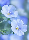 Blue flax flowers  Kwiaty Plakat