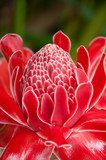 torch ginger against lush tropical growth  Kwiaty Plakat