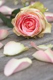 Rose with rose petals  Kwiaty Plakat