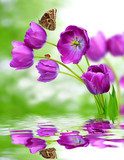 fresh purple tulips with butterfly morpho  Kwiaty Plakat