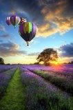 Hot air balloons flying over lavender landscape sunset  Pejzaże Plakat