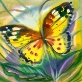butterfly  Olejne Obraz