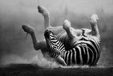 Zebra rolling in the dust  Fototapety Czarno-Białe Fototapeta