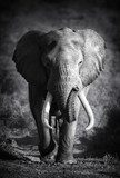 Elephant Bull (Artistic processing)  Fototapety Czarno-Białe Fototapeta
