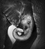 Baby elephant seeking comfort  Fototapety Czarno-Białe Fototapeta