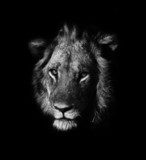 W paszczy lwa. Portret władcy. Fototapety Czarno-Białe Fototapeta