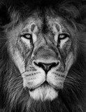 Lion Portrait  Fototapety Czarno-Białe Fototapeta