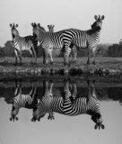 Zebra with water reflection  Fototapety Czarno-Białe Fototapeta
