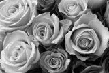 Królowych kwiatów czar Fototapety Czarno-Białe Fototapeta