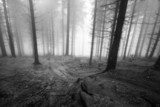 Foggy forest  Fototapety Czarno-Białe Fototapeta