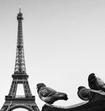 Pigeons against Eiffel tower - Paris France  Fototapety Czarno-Białe Fototapeta